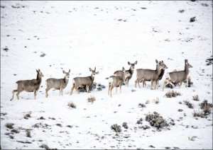 Mule deer gather on a snowy hillside in Sweetwater County, Wyoming., Carol
