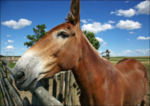 Mule enjoying the warm weather in California., Carol Highsmith - plakat 100