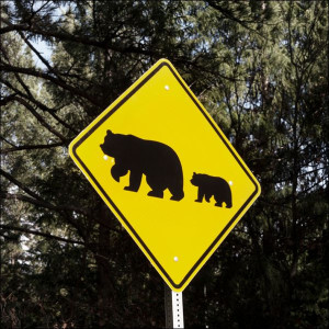 One of what are fairly common bear-crossing signs in California’s Sierra Mo