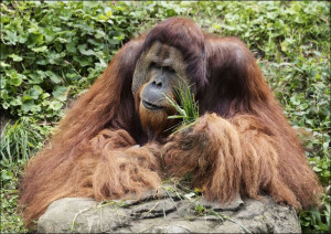 Orangutan at the Cincinnati Zoo and Botanical Garden, Carol Highsmith - pla