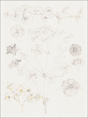 Oxalis, Zinnia, and Potato Blossom, East Hampton, Samuel Colman - plakat 40
