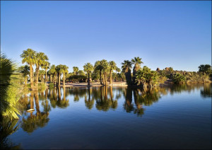 Palm-lined pond in Papago Park, a mountainside park in the middle of boomin