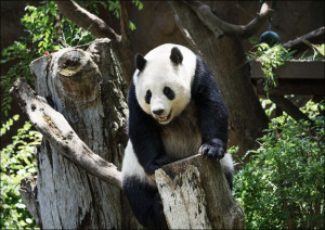 Panda from the San Diego Zoo, Carol Highsmith - plakat 60x40 cm