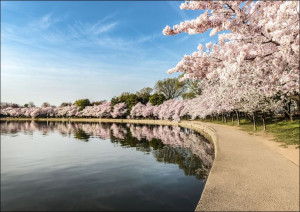 Path along the Potomac River Tidal Basin during Washington’s spring Cherry