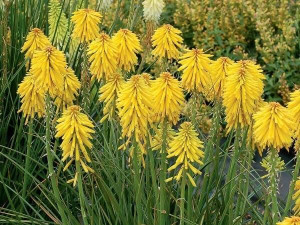 Trytoma (kniphofia) POCO YELLOW 2L duża sadzonka