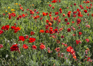 Poppy fields, Carol Highsmith - plakat 70x50 cm