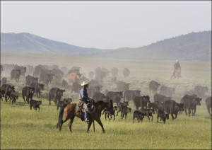 Ranch manager Mark Dunning oversees a roundup at the Big Creek cattle ranch