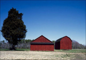 Red barns ion a tidy Amish farm in St. Mary’s County, Maryland., Carol High