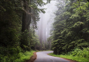 Redwood National and State Park on U.S. 101 in Northern California., Carol