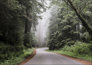 Redwood National and State Park on U.S. 101 in Northern California., Carol