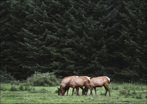 Roosevelt Elk roam in Orick, California., Carol Highsmith - plakat 60x40 cm
