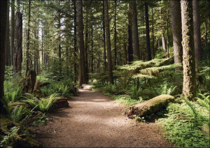 Scene along the trail to Marymere Falls, Carol Highsmith - plakat 84,1x59,4