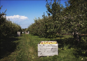 Scene at fall apple-harvest time at Shelburne Orchards in Shelburne, Vermon