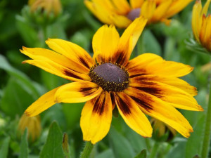 Rudbekia Sunbeckia Alicia żółt kwiat sadzonka P9