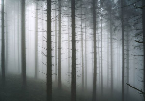 Fototapeta Drzewa LAS WE MGLE na ścianę 254X184