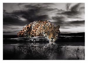 Fototapeta TYGRYS JAGUAR Zwierzęta Jezioro Czarno Biała 254x184