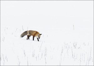 A red fox prowls for voles, hidden beneath the snow, in Yellowstone Nationa