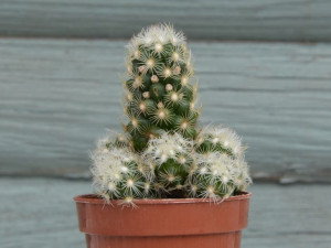 Mammillaria elongata biała - kaktus P 5,5