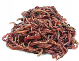 Dżdżownice kalifornijskie dendrobena veneta 0.25kg