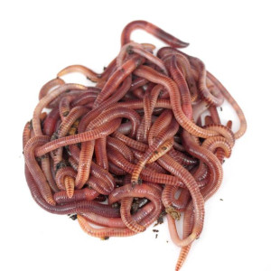 Dżdżownice do kompostownika 1kg
