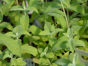 Mięta Lanceolata, miętowo-pieprzny zapach - sadzonka ekologiczna