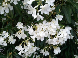 Oleander biały sadzonka 1L