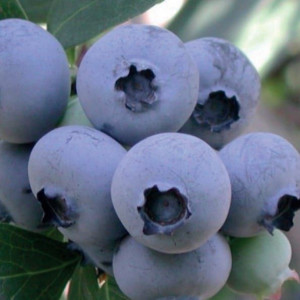 Borówka amerykańska Bluejay 2L