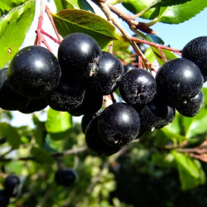 Aronia Miczurina 1L