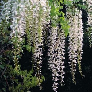 Glicynia (Wisteria) chińska Alba 1L