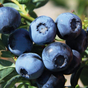 Borówka amerykańska Bluecrop 2L