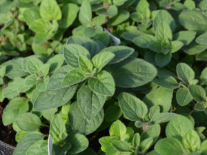 Oregano zwyczajne w doniczce  - sadzonka ekologiczna P9