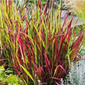 Imperata cylindryczna Red Baron P9