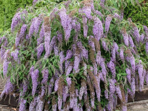 Budleja Wisteria Lane fioletowe kwiaty motyli krzew P9