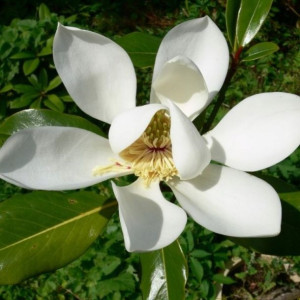Magnolia wielkokwiatowa grandiflora 40-60cm C2