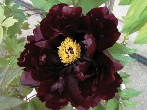 Piwonia drzewiasta bordowa P11