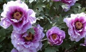 Piwonia drzewiasta lawendowa lavender P11