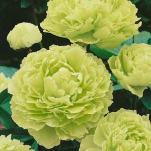 Piwonia drzewiasta limonkowa P11