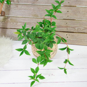 Peperomia Tetragona SUKULENT łatwa uprawa DUŻA!