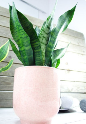 Sansevieria Zeylanica - zielona duża - roślina w doniczce - sukulent
