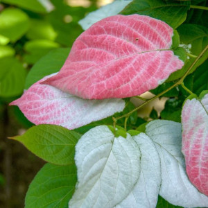 Aktinidia Adam pstrolistna zapylacz 1L
