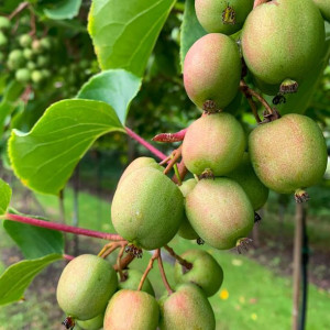 Aktinidia Geneva ostrolistna żeńska 2L