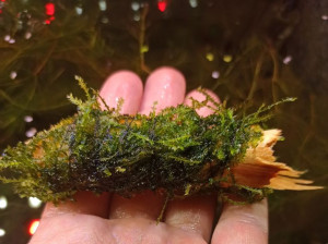 Mech Flame Moss Na Korzeniu