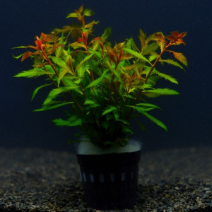 PROSERPINACA PALUSTRIS - roślina do akwarium
