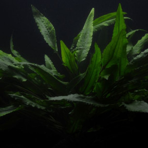 Cryptocoryne Wendtii Green Xxl - Roślina Do Akwarium