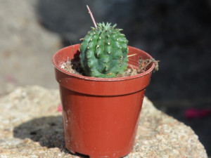 Wilczomlecz Euphorbia ferox P 5,5  łatwy w uprawie sukulent