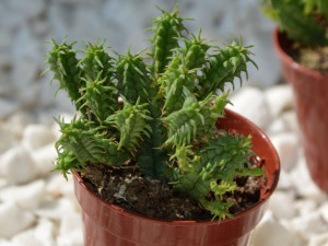 Wilczomlecz Euphorbia mammillaris P 5,5