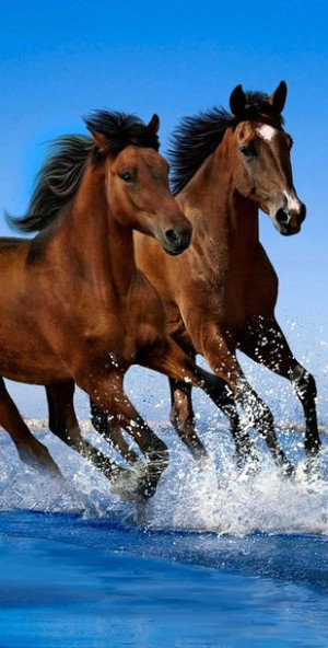 Ręcznik 70x140 Młodzieżowy Konie z Końmi Horse Koń