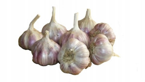 Czosnek Zimowy Harnaś 0,5kg Polski Ozima Cebulki