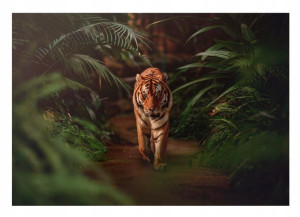 Fototapeta TYGRYS 3D Zwierzęta Dżungla Tapeta 416x254