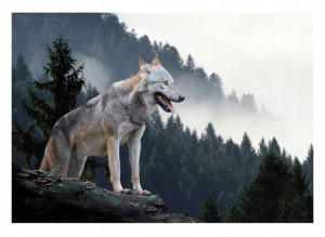 Fototapeta WILK LAS WE MGLE 3D Góry Natura Tapeta 254x184